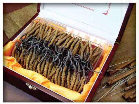 木棠镇冬虫夏草回收